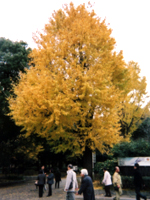 133_p2.jpg